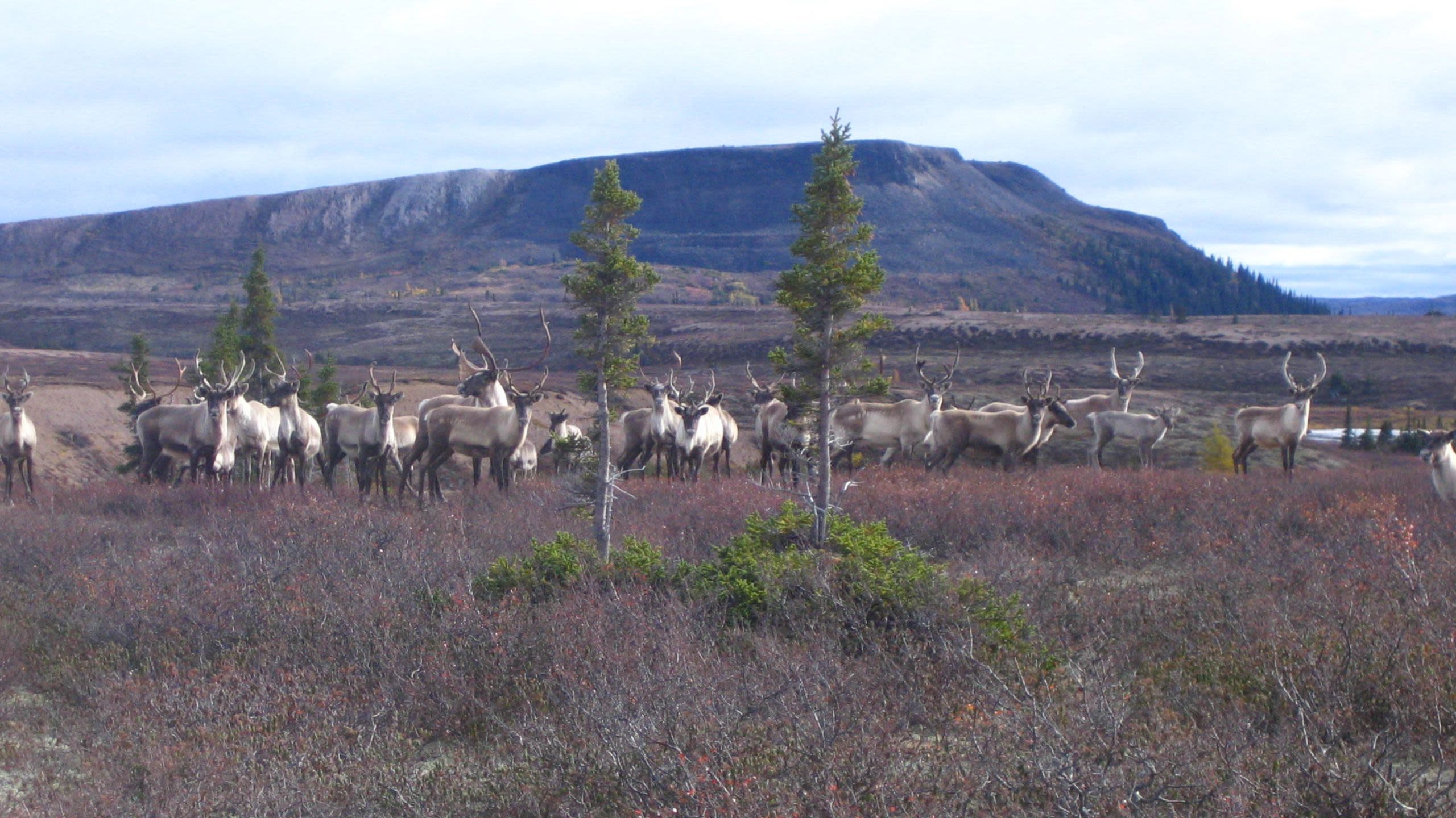 Caribou herd outside