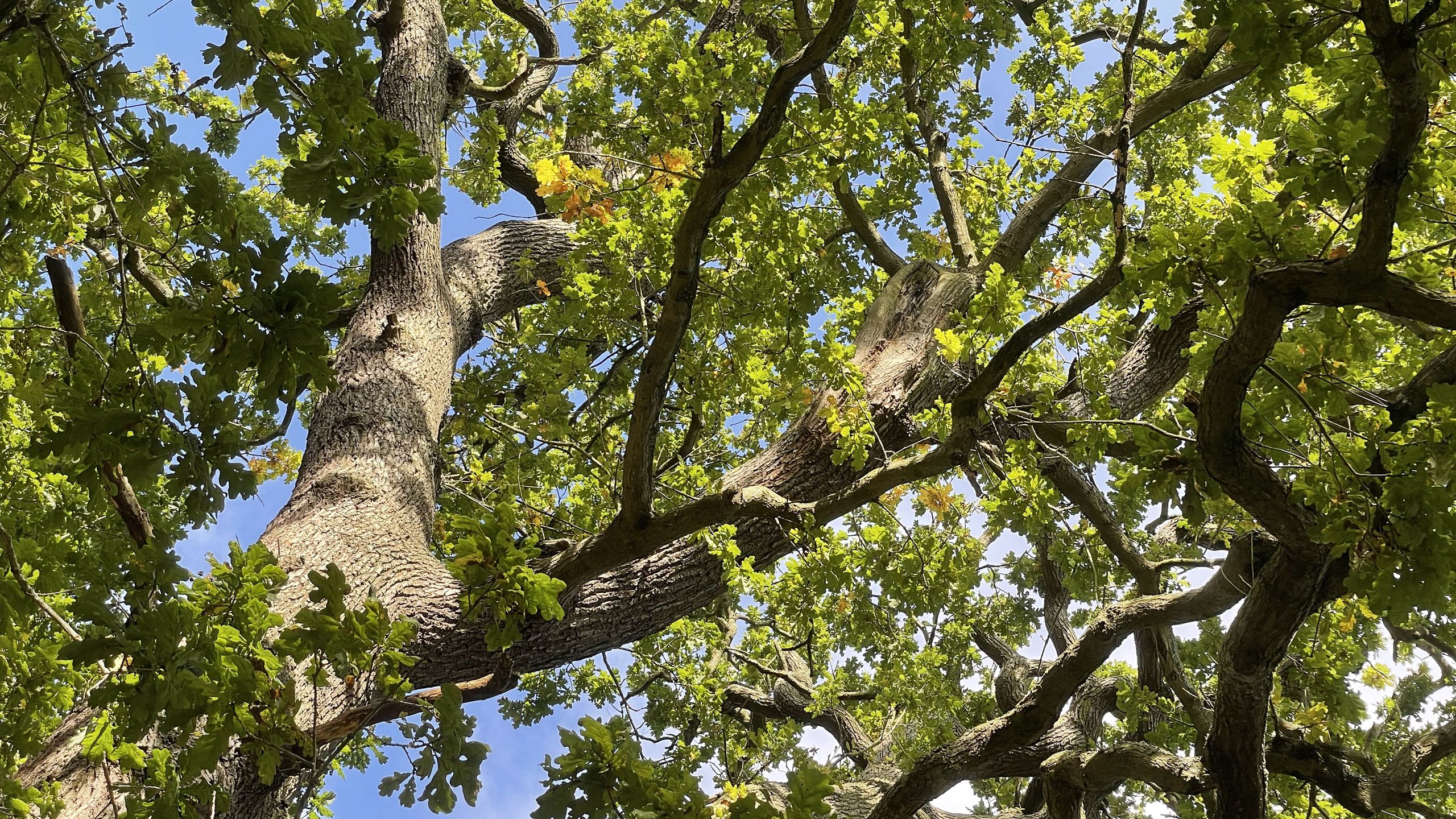 A view up a tree trunk through sunlit leaves.