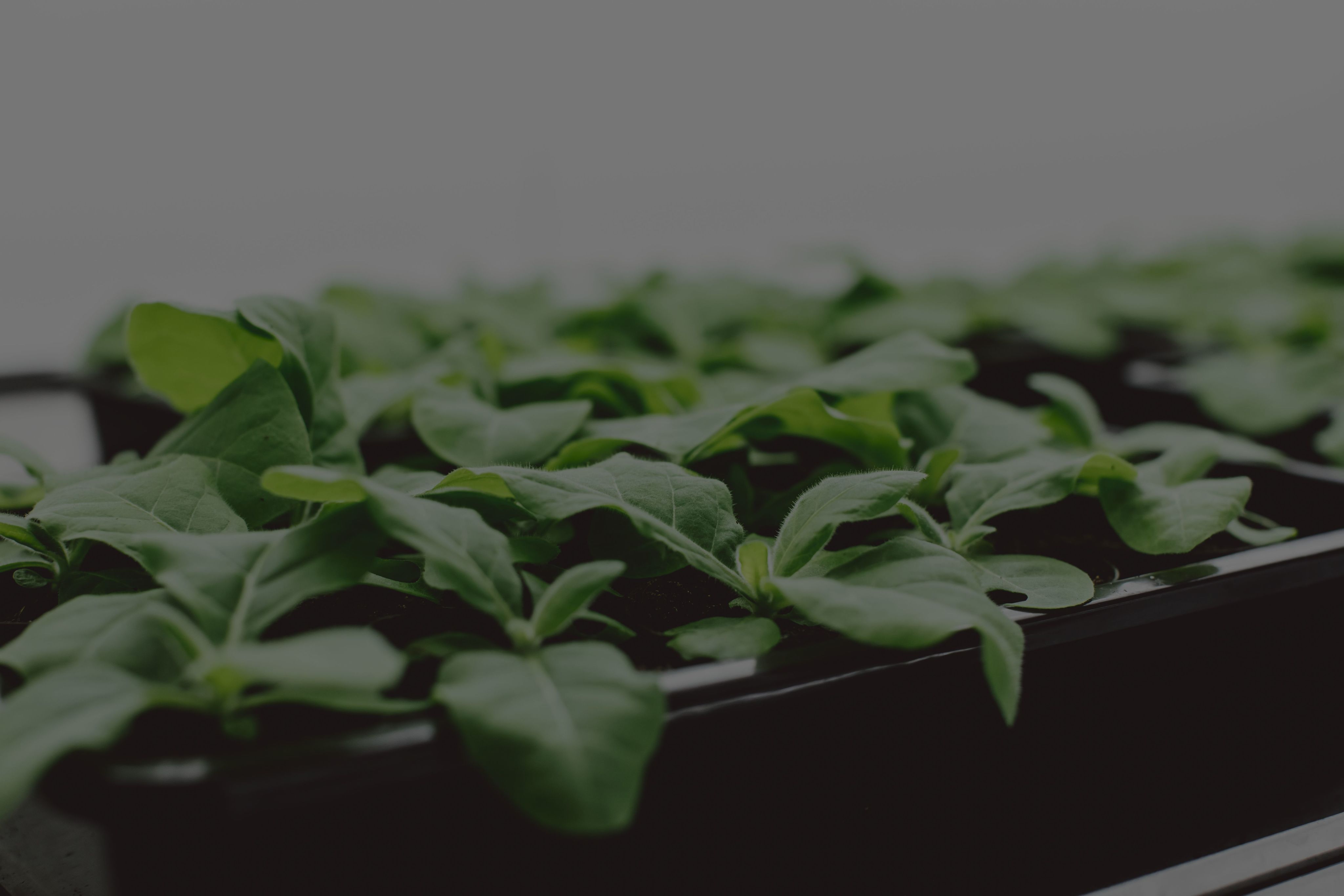 Plants growing in a laboratory