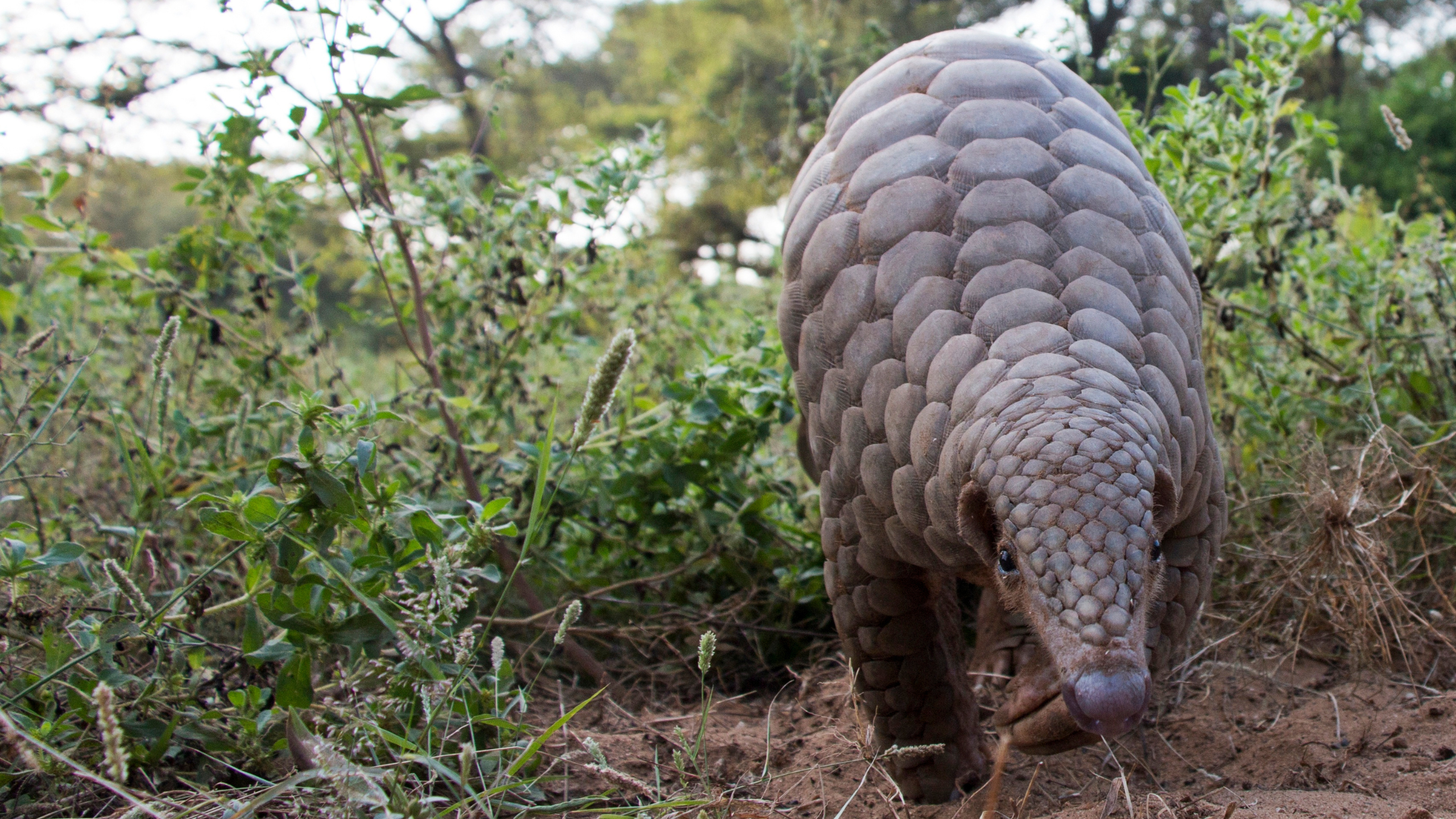 A pangolin walking towards the camera
