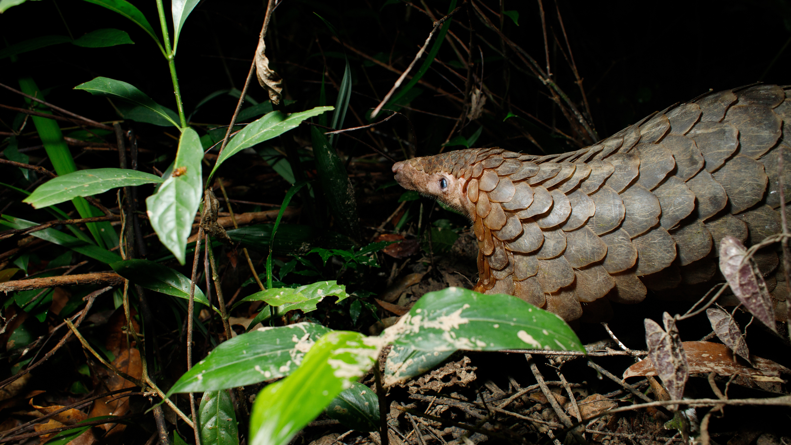 A pangolin walking among bushes