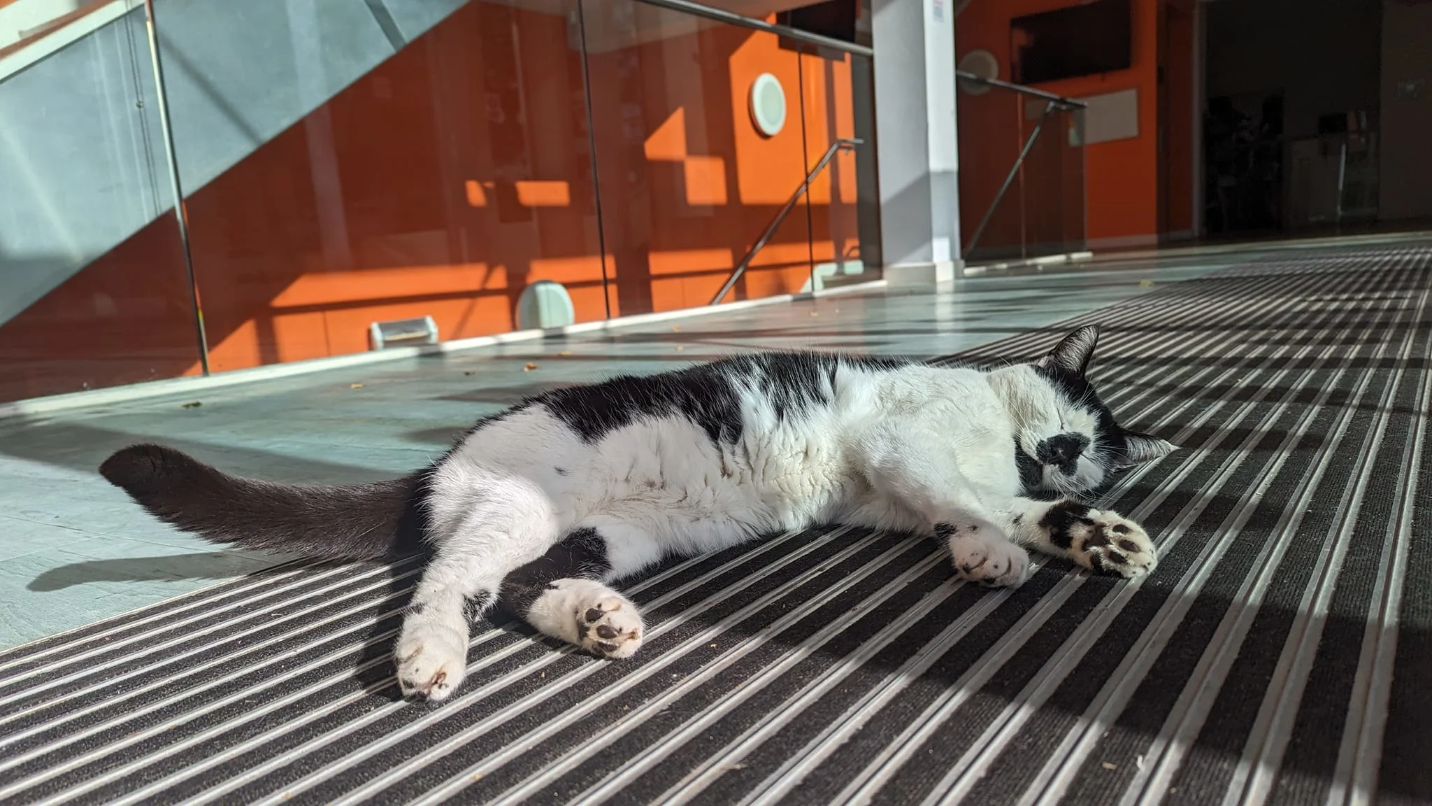 Campus cat lying on the floor