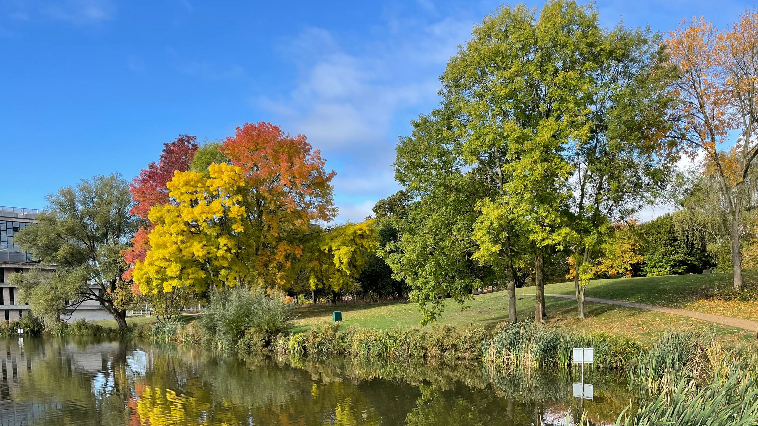 Autumnal trees are reflected in a lake on our Colchester Campus.