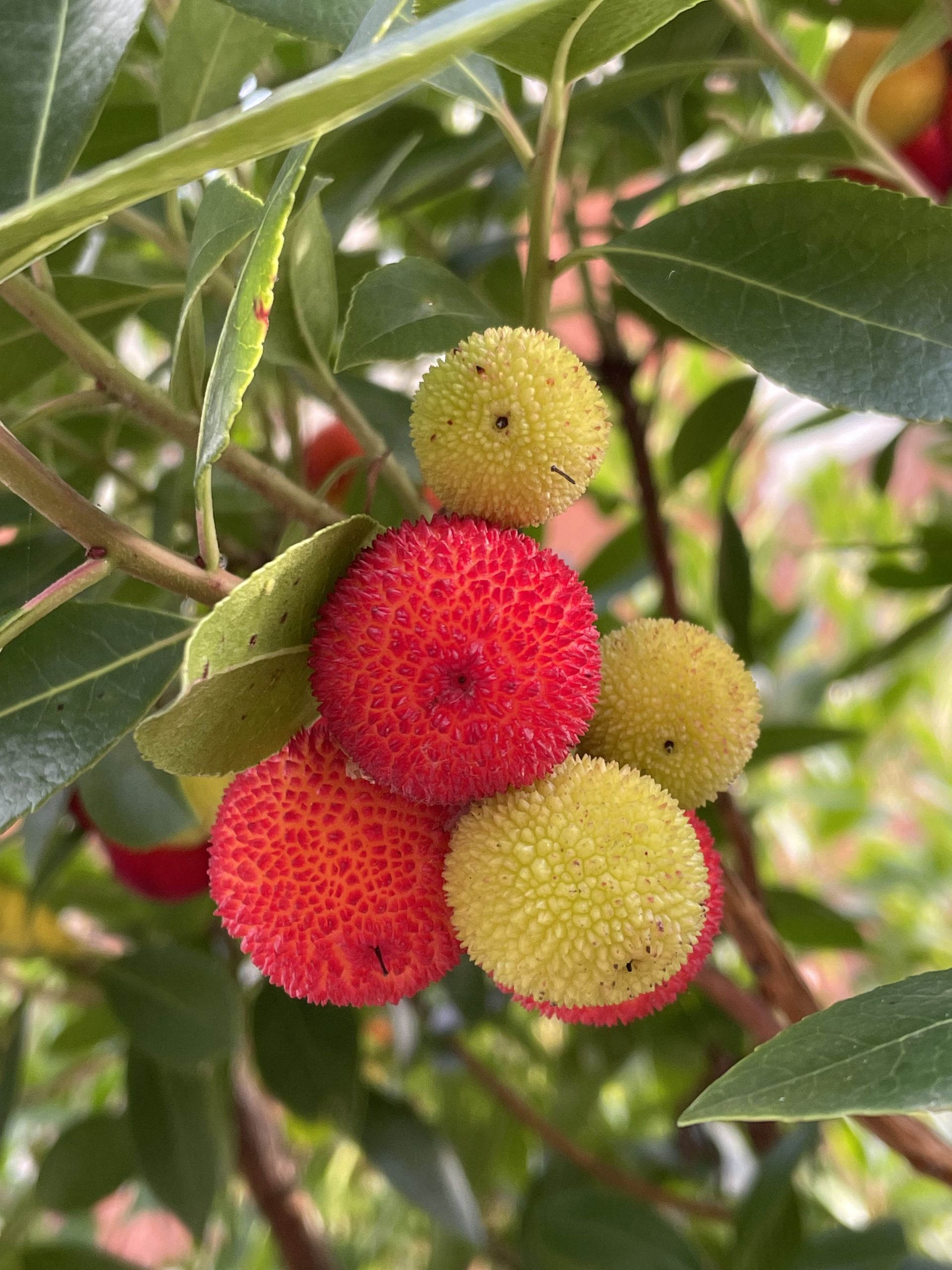 Spiky, red and yellow fruit of the strawberry tree. They do not look like conventional fruit from strawberry plants.