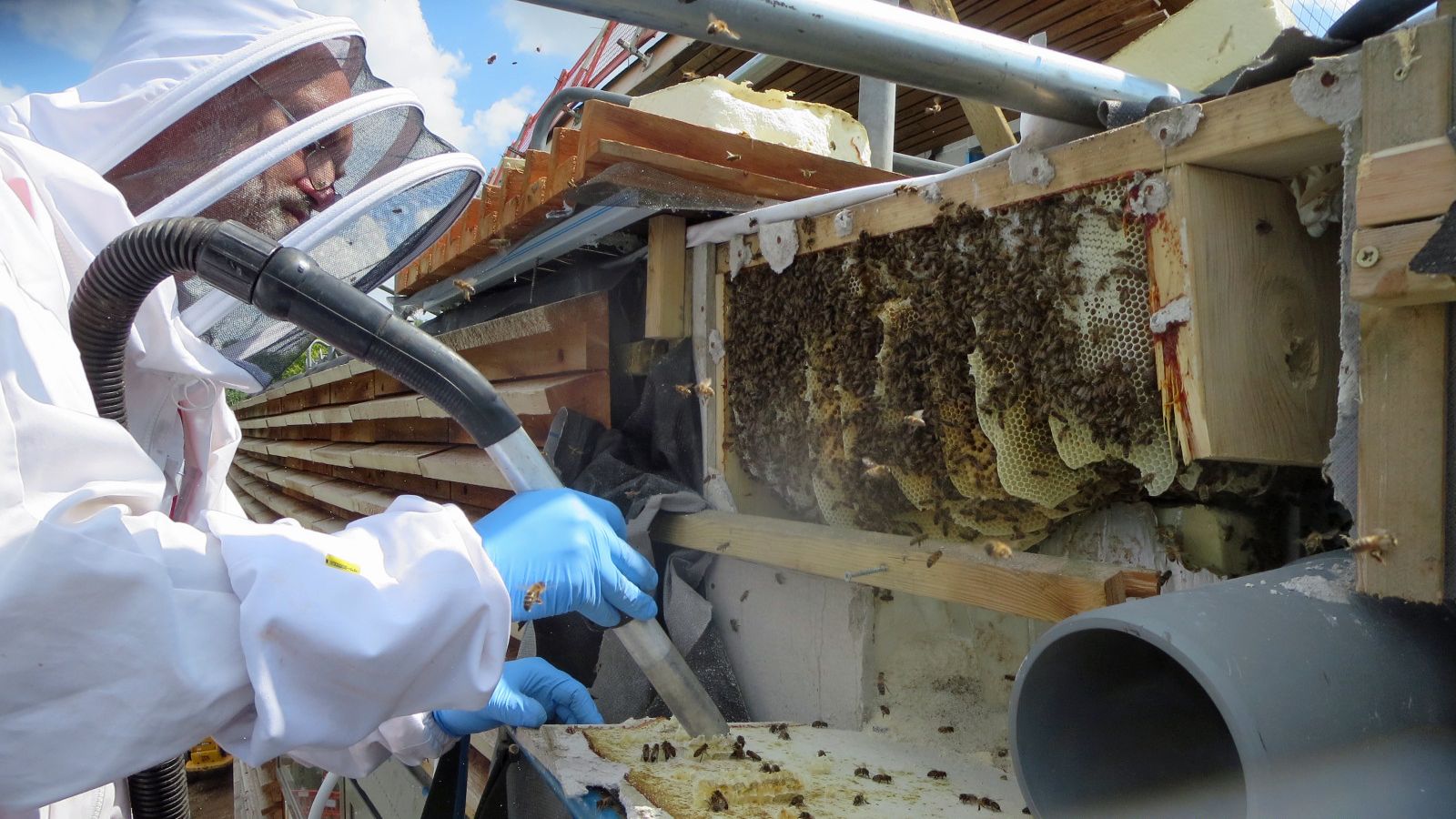 A kitted out beekeeper sucks up bees through a vacuum tube. In front of him, panels of EBS woodwork have been removed to reveal a large colony of bees and their honeycombs in the building's structure.