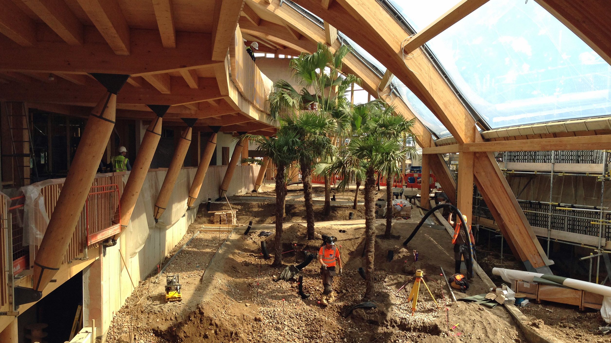 The first palm trees are installed in EBS' winter garden while a low sun shines in.