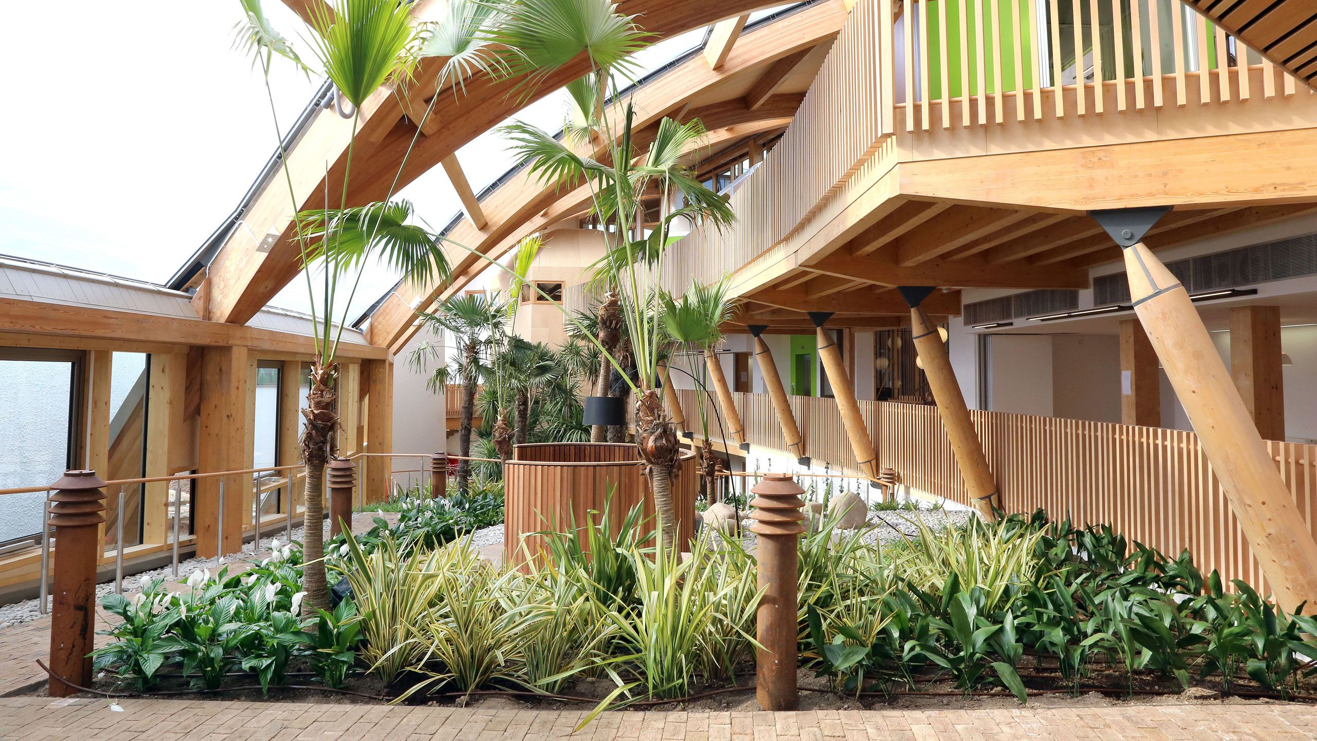 The finished winter garden inside Essex Business School. Palm trees and low plants grow around wooden benches, stone paths, and decorative rusted lamp posts. Overhead, balconies are supported by wooden pillars, and the transparent ceiling swoops overhead on its wooden arches.