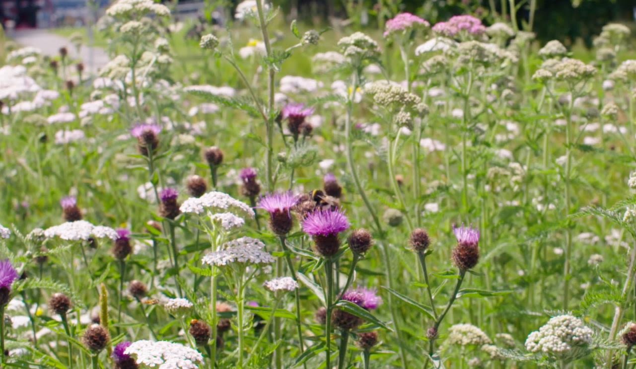 Wildflowers on our campus