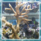Coral Reef Research Unit