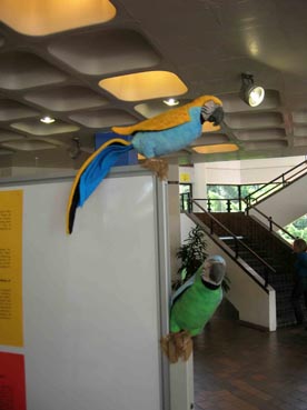 Parrots