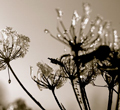 Detail of black and white photograph of flowers covered in frost by Carrie Finton linking to Memory Maps on the Victoria and Albert Museum website.