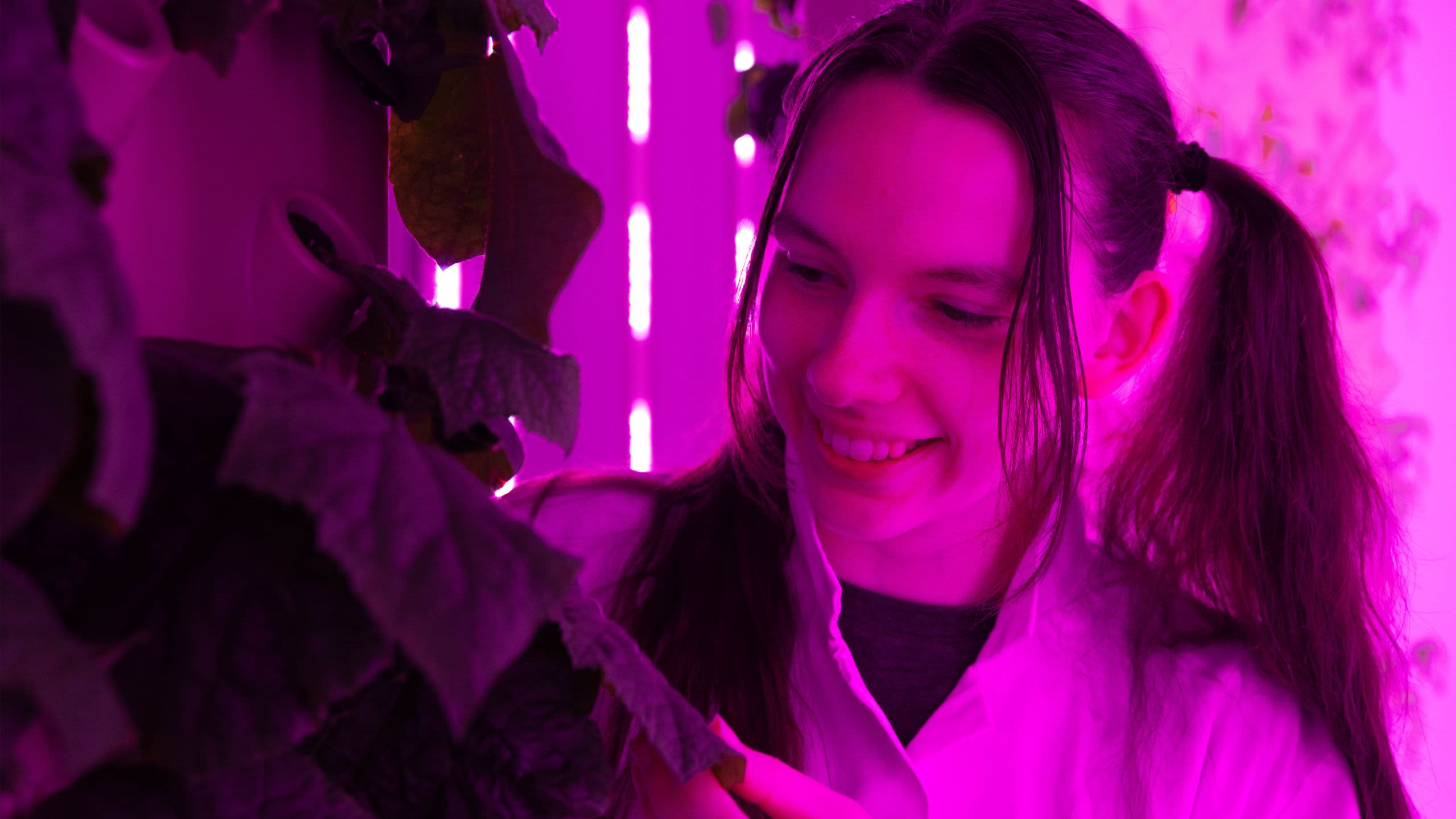 A student checks the photosynthesis level of a plant in The University of Essex's vertical farm 
