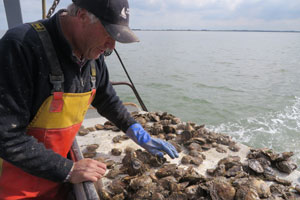 oysterman at work