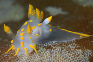 Polycera quadrilineata sea slug